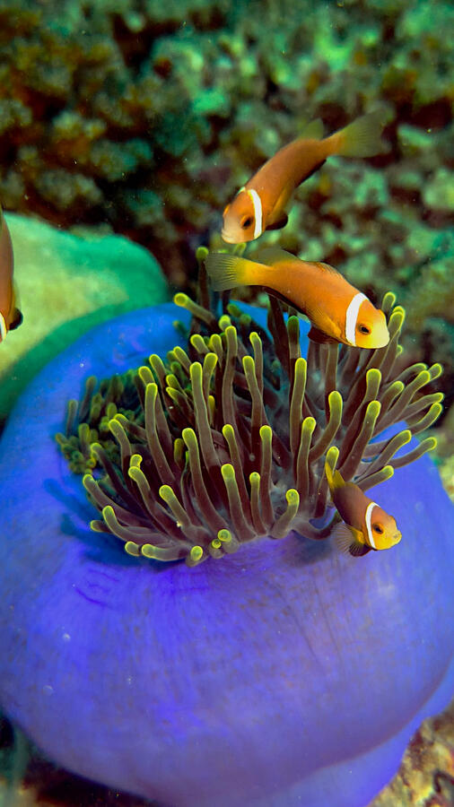 Anémona (foto @angel_scubadiver)
