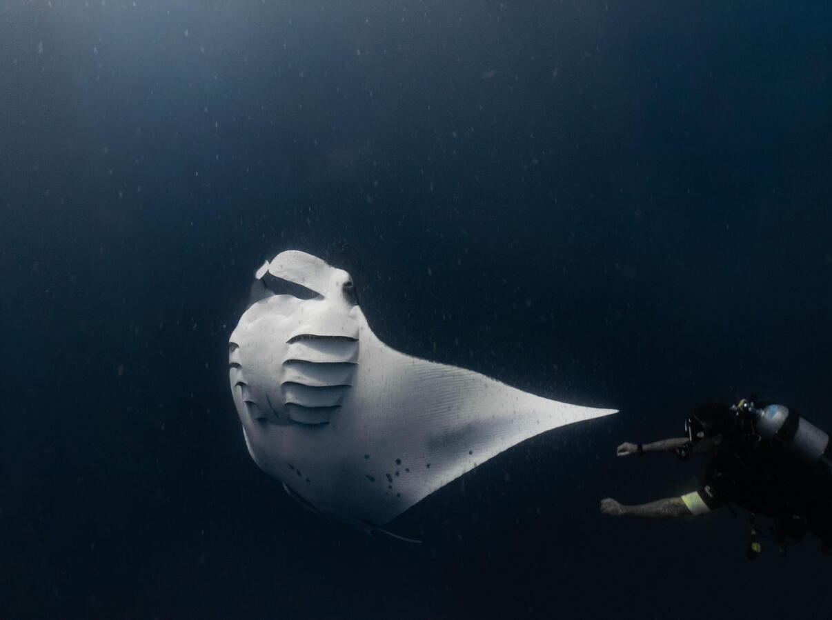 Manta (foto @angel_scubadiver)