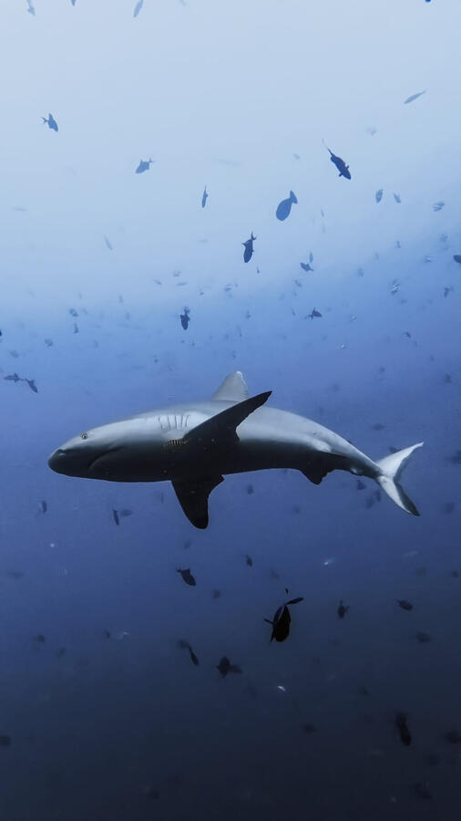 Tiburón gris