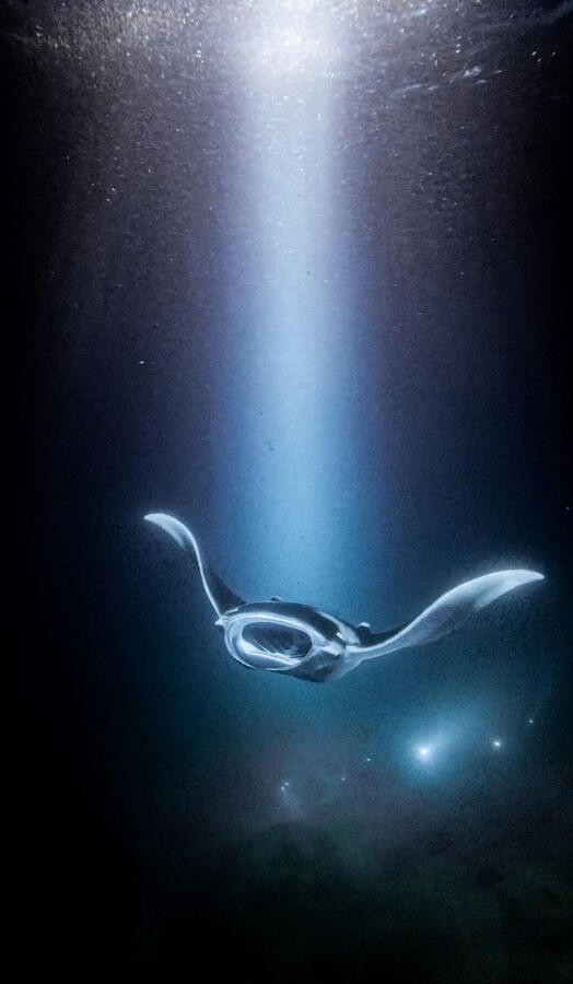 Manta