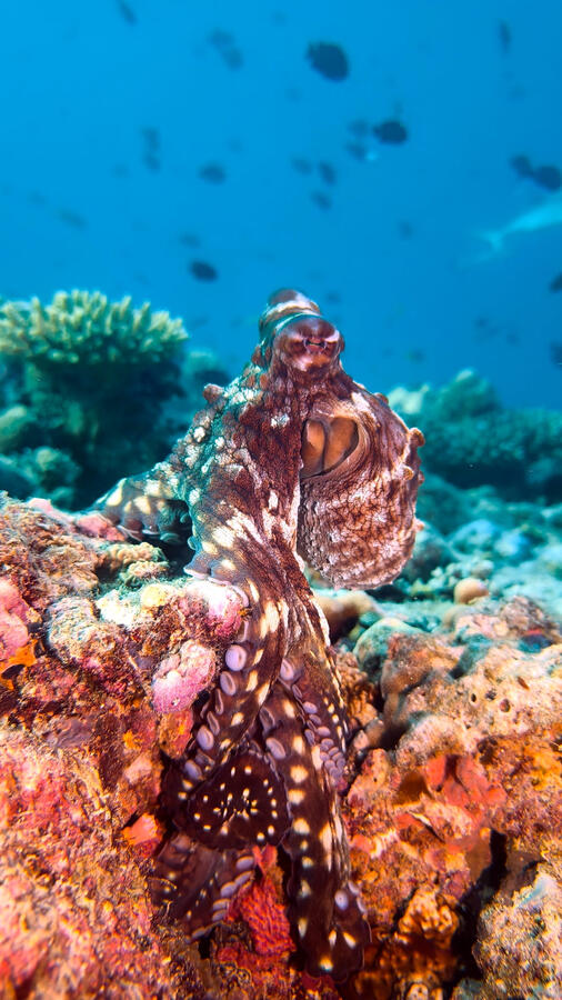 Pulpo (foto @angel_scubadiver)