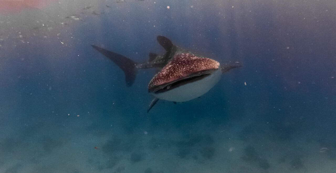 Tiburón ballena