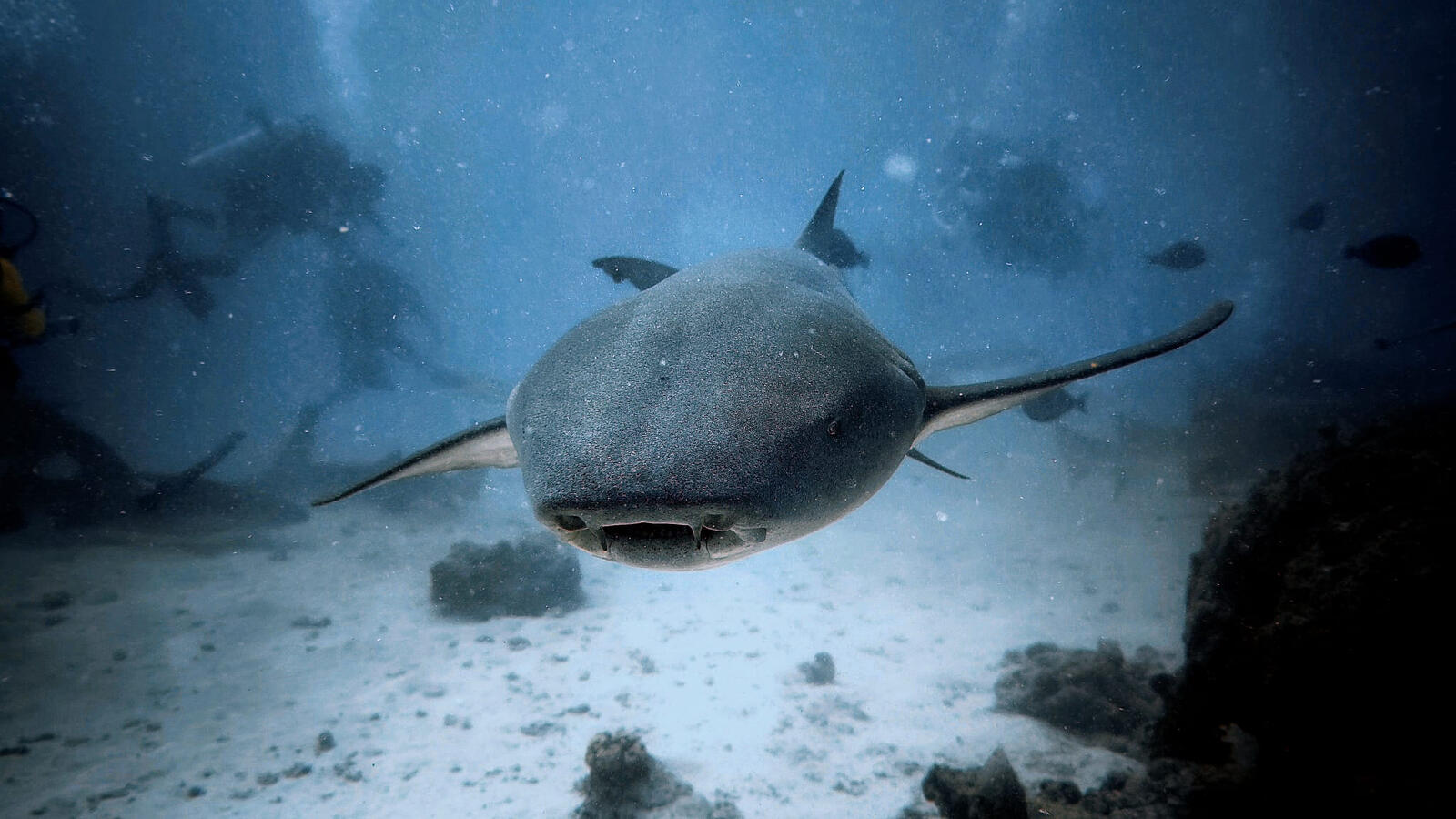 Nodriza (foto @angel_scubadiver)